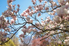 Cherry blossoms