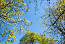 Tree blossom